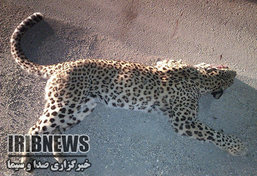 تلف شدن یک قلاده یوزپلنگ در تصادف جاده ای خراسان شمالی