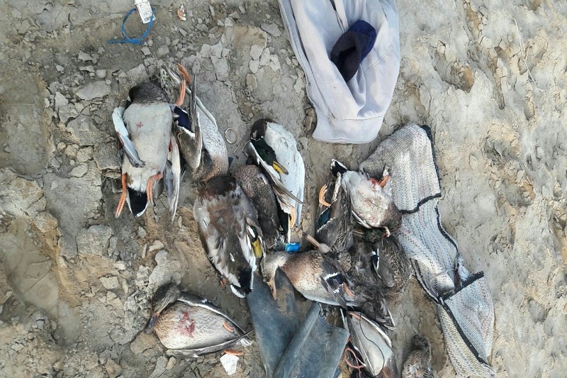 دستگیری متخلف شکار و صید در تالاب بین المللی گاوخونی