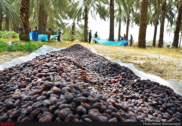 خریداری بیش از 1700 تن خرمای تضمینی و توافقی از کشاورزان شادگان