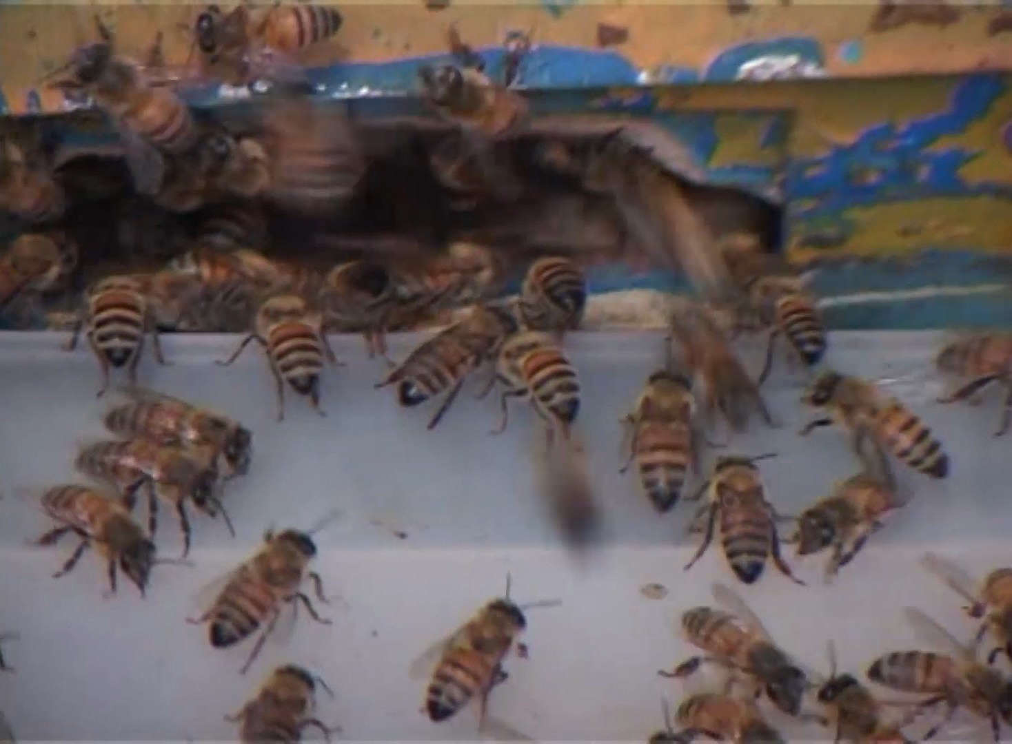 پایان سرشماری کلنی های زنبور عسل در شهرستان نطنز