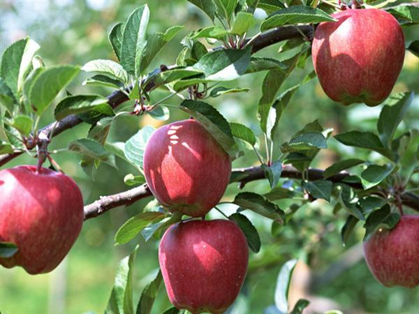 کاهش 35 درصدی تولید سیب خمین