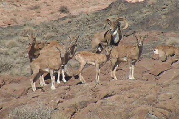 سرشماری حیات وحش خراسان رضوی بامشارکت۷۷۰ محیط بان در حال انجام است