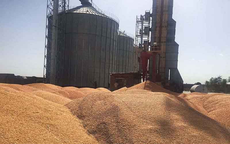 ذخیره گندم استان بیش از 3 برابر مصرف سالانه