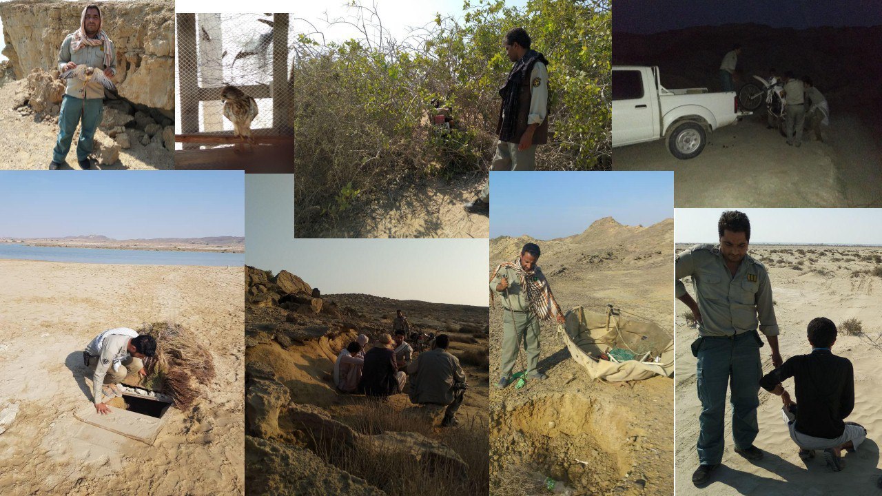 کشف 2 پرنده حفاظت‌شده در جنوب سیستان و بلوچستان
