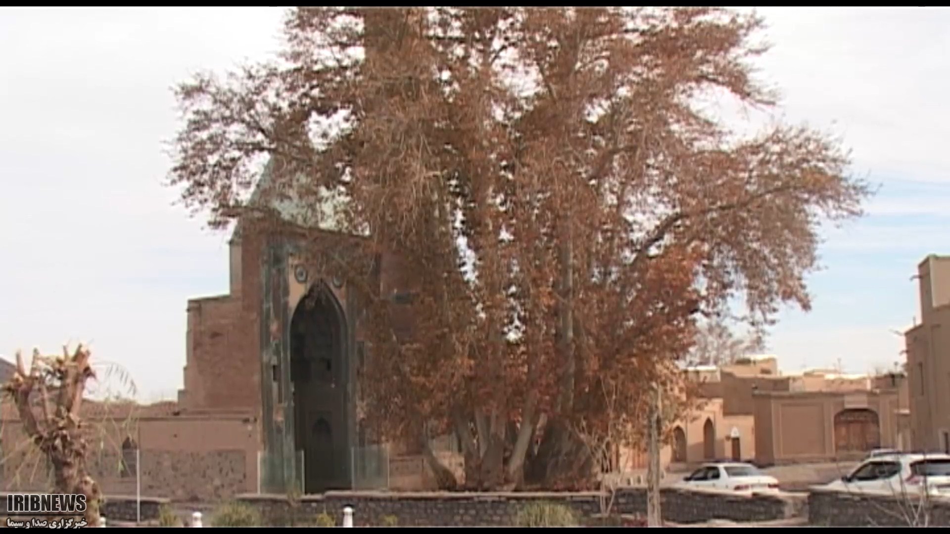 درخت چنار دو هزار ساله،میراث زنده شهر نطنز