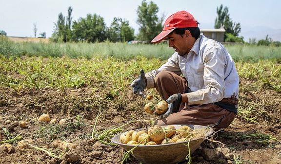 افزایش 60 درصدی تولید سیب زمینی در تربت جام