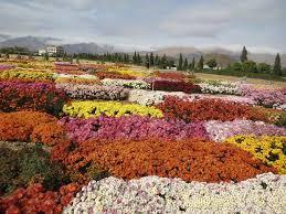 افزایش 40 درصدی ارقام گل های داوودی کشور در محلات