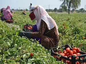 آغاز برداشت گوجه فرنگی در هرمزگان