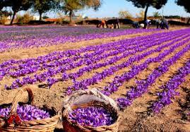 آغاز مداخله هدفمند در بازار زعفران برای انحصار زدایی