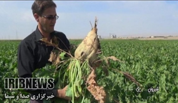 برداشت سالانه 2 ميليون تُن چغندرقند در خراسان شمالی