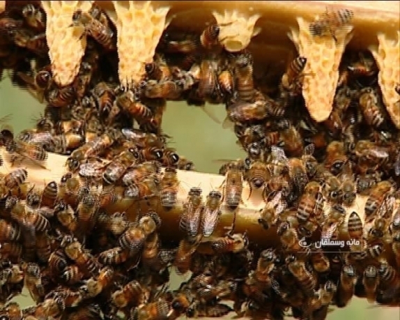 تولید  دو هزار تن عسل در خراسان شمالی