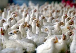 تولید سالانه 156 هزار تن مرغ گوشتی در فارس