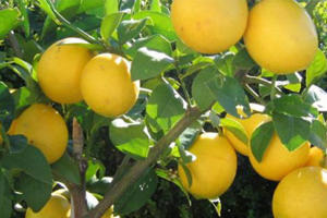 جهرم، از مراکز بزرگ تولید لیمو شیرین جهان