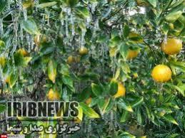 احتمال سرمازدگی محصولات خارج از فصل در جنوب استان کرمان