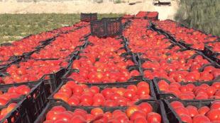 آغاز خرید حمایتی گوجه فرنگی در هرمزگان