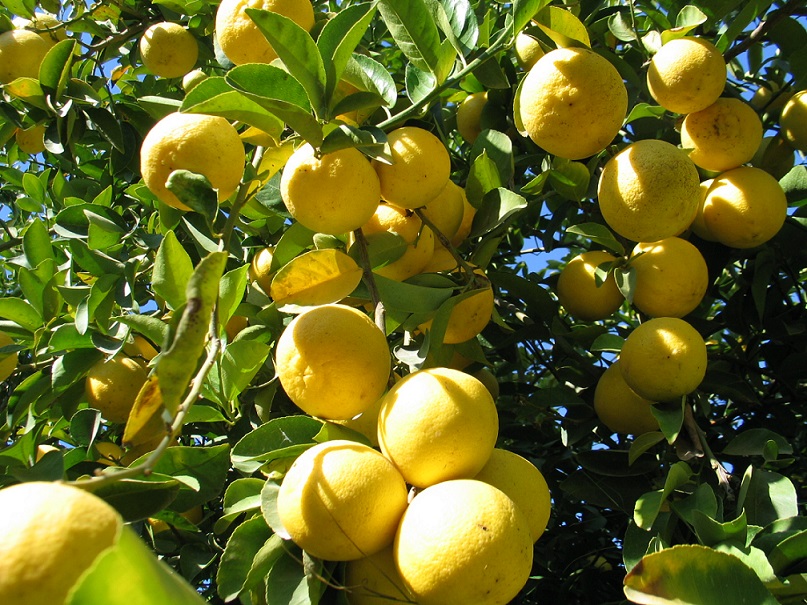 آمادگی خرید تضمینی لیمو شیرین در فارس