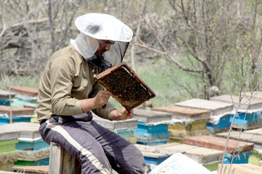 افزایش 40 درصدی تولید عسل در کوثر