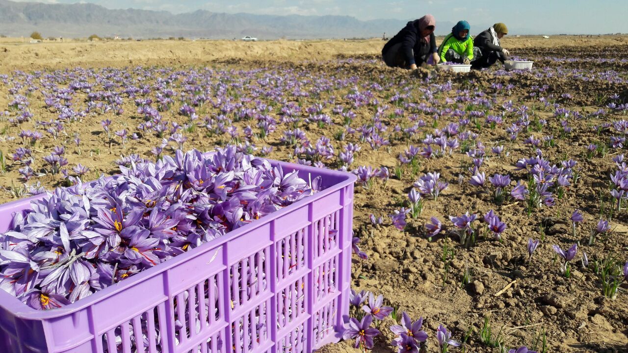 آغاز برداشت طلای سرخ از مزارع کاشمر