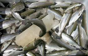 ضبط و معدوم سازی بیش از ۳۷۰ کیلوگرم ماهی قزل آلا منجمد تاریخ مصرف گذشته