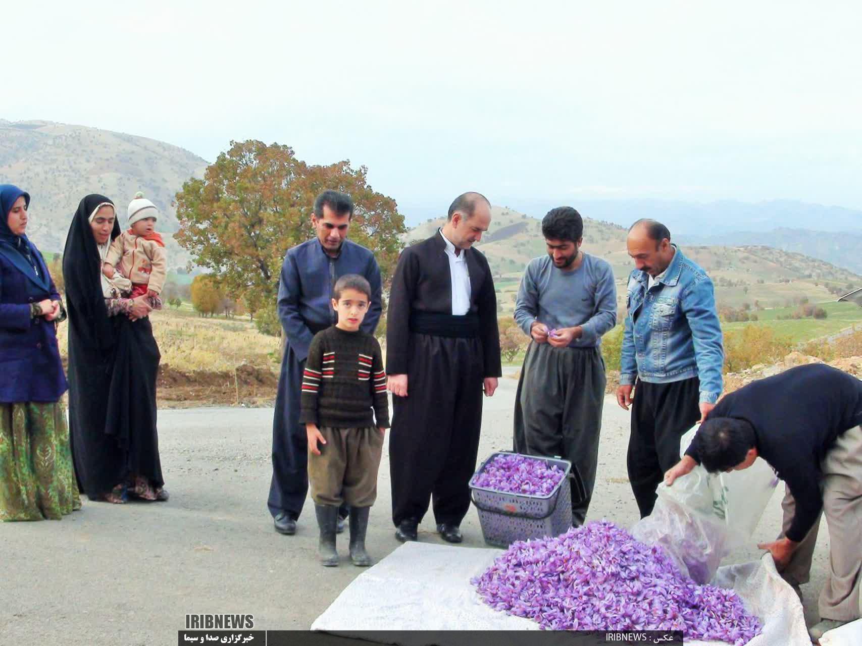 توسعه کشت زعفران در شهرستان جوانرود