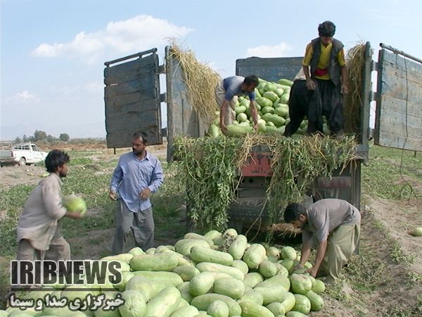 افزایش ورود ناوگان حمل تره بار به جنوب استان کرمان