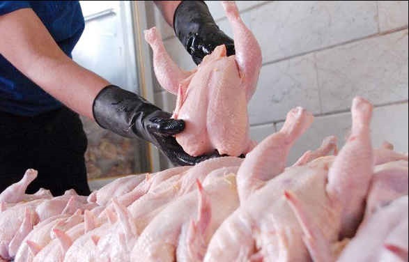 تولید 9000 تن گوشت مرغ در خراسان رضوی