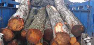 دستگیری قاچاقچیان چوب در رودبار