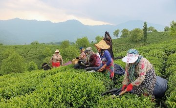 فرصت 10 روزه چایکاران برای بیمه چای