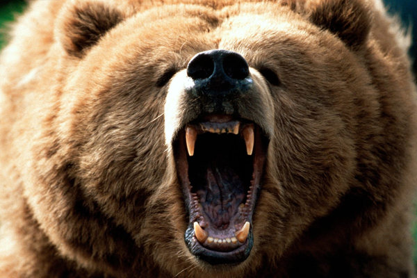 فریاد خرس بر سرغارت گران طبیعت(گزارش مکتوب)
