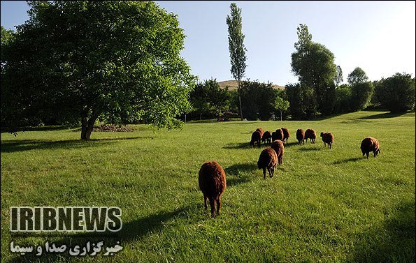 سروسامان در چرای دام کُردستان