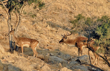 مشاهده ردپای گوزن‌های گمشده در پارک ملی دز