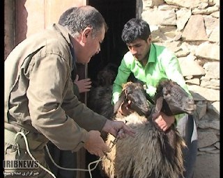 مایه کوبی رایگان دامها در مهاباد علیه بیماری تب مالت