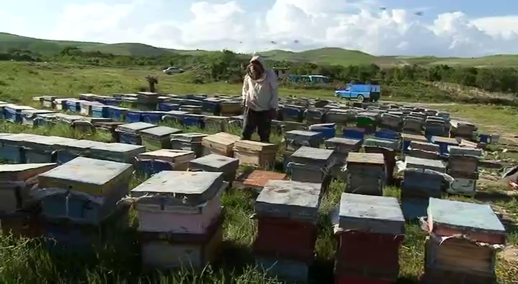 توزیع 700 تن شکر یارانه ای میان زنبورداران