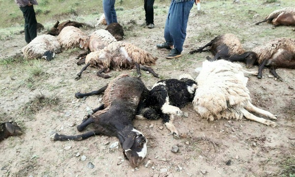 تلف شدن گوسفندان در خواف بر اثر اصابت صاعقه