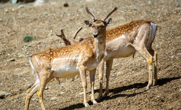 مشاهده 2 گوزن زرد ایرانی  گرفتار در سیلاب خوزستان