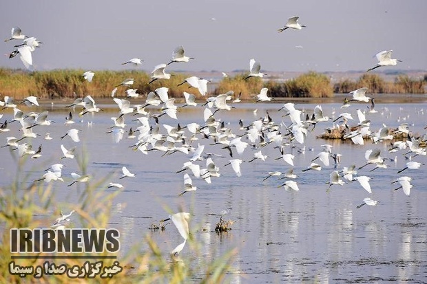 تالاب بین المللی کانی برازان مهاباد میزبان 50 هزار قطعه پرنده