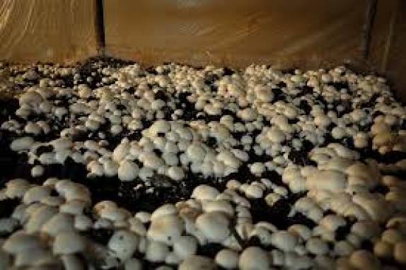  افزایش 14 درصدی تولید قارچ در خراسان شمالی