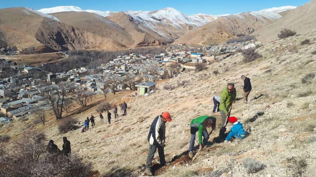 سپیدان سبزتر می‌شود