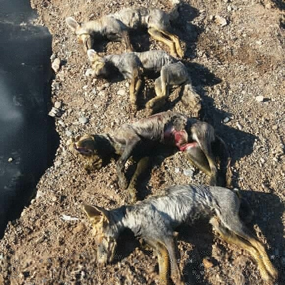 سهل انگاری یک کشاورز در زاوه جان چهار قلاده روباه را گرفت
