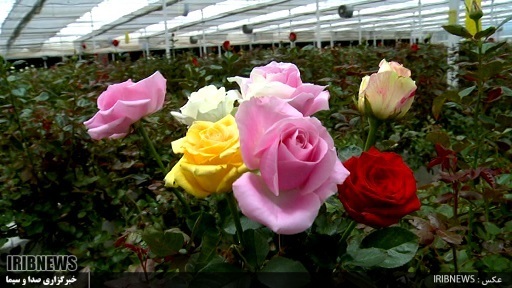 تولید ۹۰۰ هزار شاخه گل رز در گلخانه‌ها