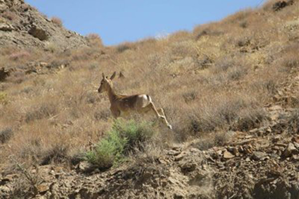 آغاز سرشماری وحوش در استان همدان