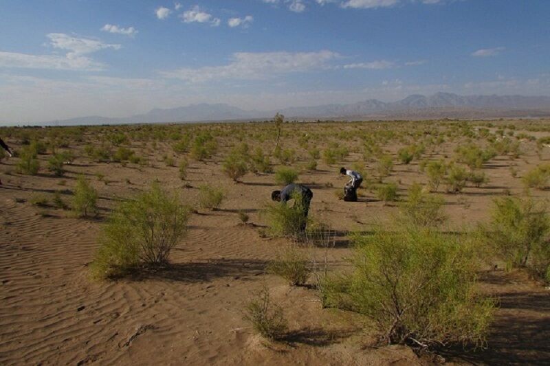 نهال کاری در بیابان های آرادان