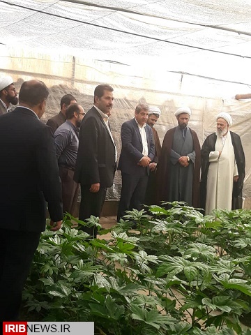 افتتاح واحد گلخانه گوجه در کرمان
