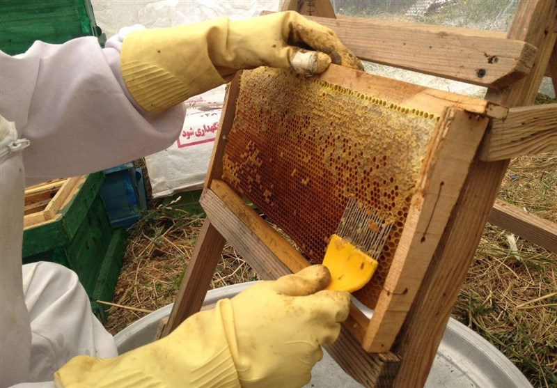تولید ۹۰۵ تن عسل در رنبورستان‌های استان قزوین