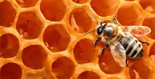 افزایش تولید عسل در ابرکوه