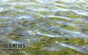 رها سازی دو میلیون و ۸۶۰ هزار قطعه ماهی در مزارع خراسان شمالی