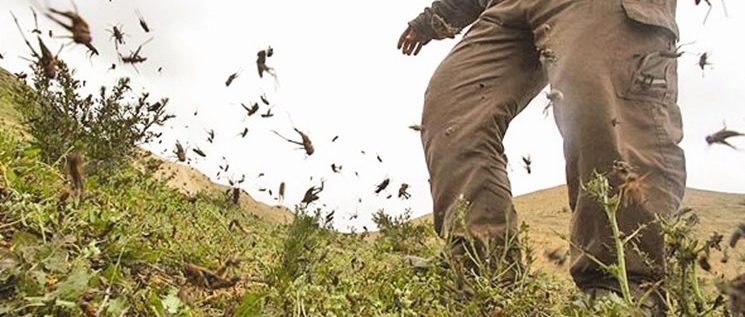 طرح پایش مبارزه با آفت ملخ در مراتع کهگیلویه وبویراحمد