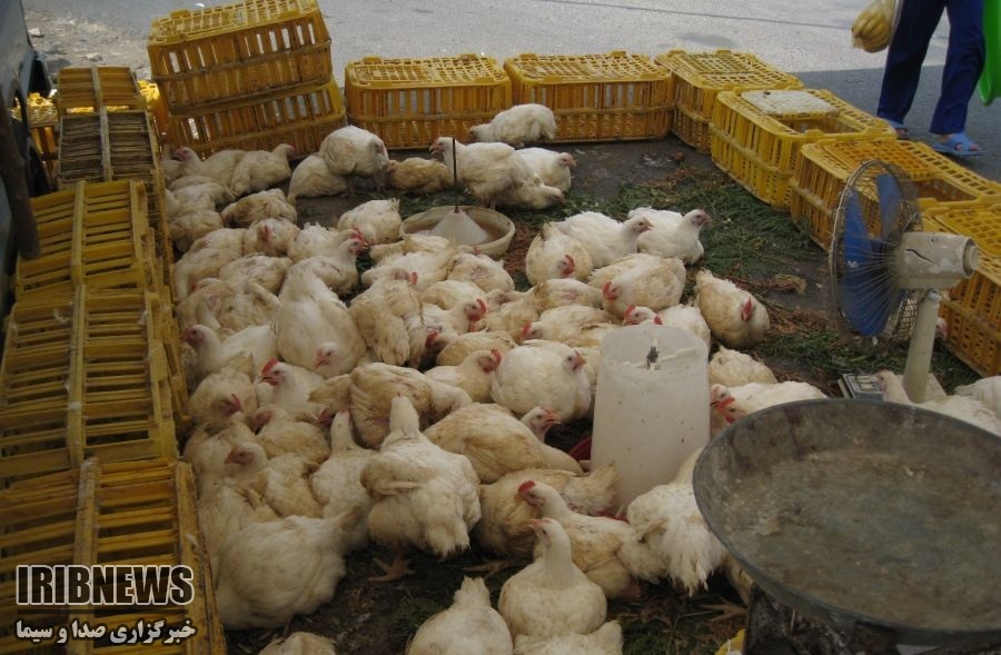 کشف 65 کیلوگرم گوشت فاسد و پلمپ 8 مرغ فروشی در مهاباد