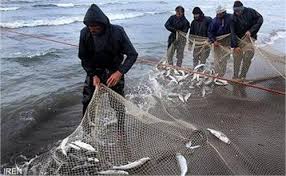 صید بیش از ۸۰۰ تن ماهیان استخوانی از دریای خزر