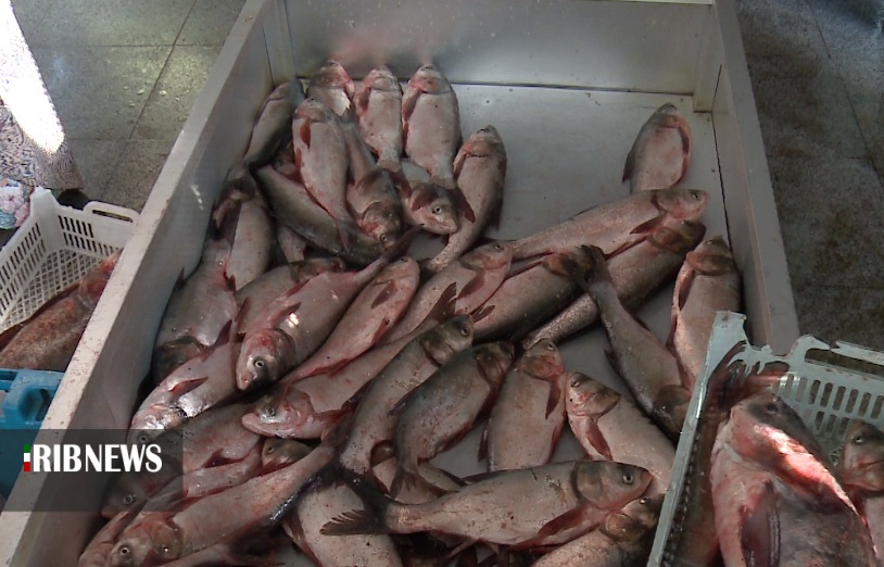 افزایش مصرف ماهی در کردستان